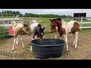 Horse Grabs Hose and Sprinkles Water on Fellows