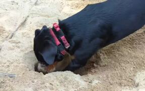 Rottweiler Digs up Hole and Plays in Sand