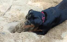 Rottweiler Digs up Hole and Plays in Sand