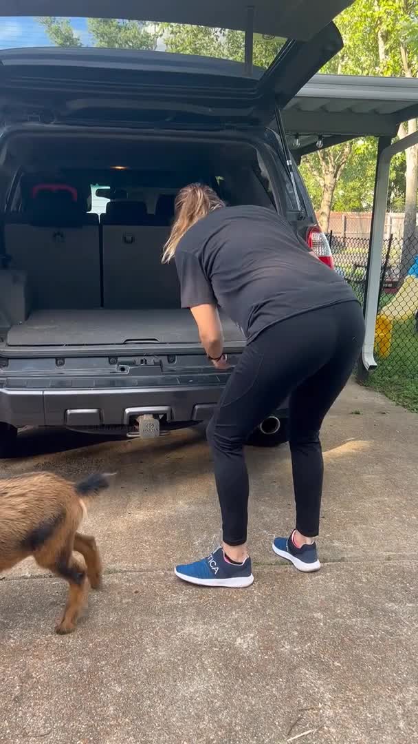 Naughty Goats Keep Climbing in Back of Woman's Car