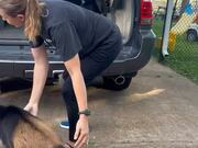 Naughty Goats Keep Climbing in Back of Woman's Car