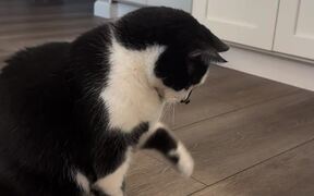 Cat Struggles to Eat Fly Sitting on His Nose