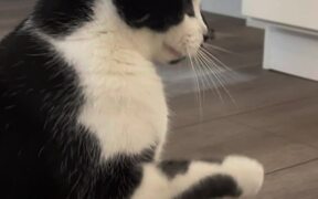 Cat Struggles to Eat Fly Sitting on His Nose