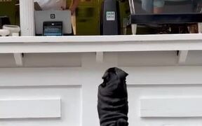 Pug Orders Treats For Breakfast From Counter