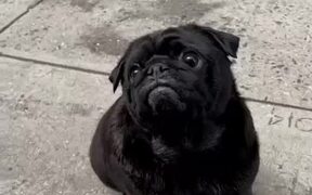 Pug Orders Treats For Breakfast From Counter