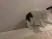 Cat Jumps Onto Lamp and Starts Swinging on It