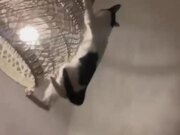Cat Jumps Onto Lamp and Starts Swinging on It