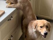 Dog Climbs Onto Fellow's Back to Grab Food