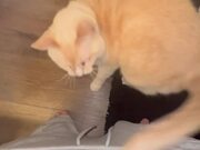 Cat Fights With Another Cat Sitting Inside Pants