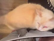 Cat Fights With Another Cat Sitting Inside Pants