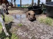 Dog Attempts to Play Tag With Pig