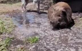 Dog Attempts to Play Tag With Pig