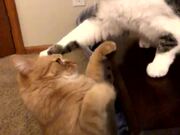 Cat Is Not Interested in Play With Another Cat