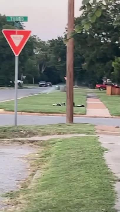 Person Watches Family of Skunks Cross Street