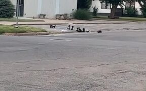 Person Watches Family of Skunks Cross Street