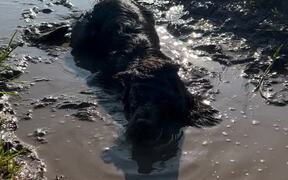 Dog Enjoys Splashing in Mud