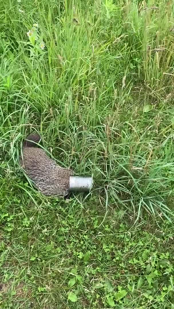 Guy Helps Woodchuck With Its Head Stuck in Tin Can