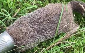 Guy Helps Woodchuck With Its Head Stuck in Tin Can
