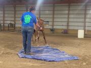 Horse Gets Scared and Jumps at Handler