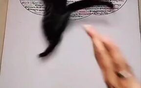 Cat Jumps on Board to Get Fake Spider