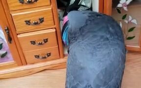 Pigeon Loves to Check Out His Little Closet