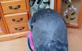 Pigeon Loves to Check Out His Little Closet
