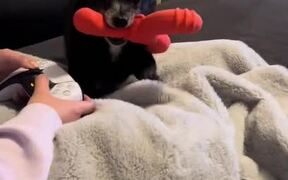 Dog Brings His Toy and Growls to Play With Owner