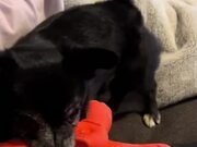 Dog Brings His Toy and Growls to Play With Owner