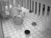 Ferret Steals Toy From Baby's Crib