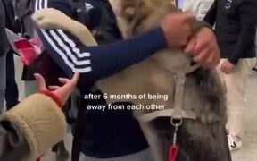 Dog at Airport Excitedly Reunites With Owner