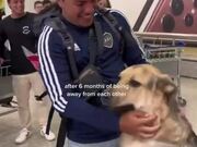 Dog at Airport Excitedly Reunites With Owner