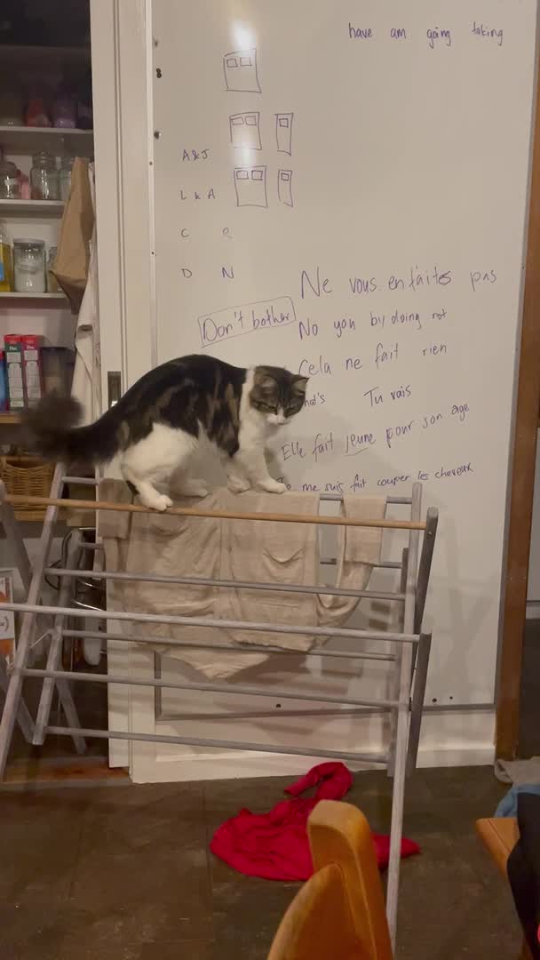 Cat Falls Through Clothes Airing Rack