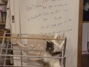Cat Falls Through Clothes Airing Rack