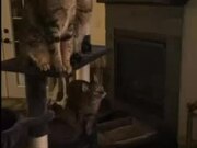 Cats Attentively Observe Rat on TV