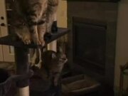 Cats Attentively Observe Rat on TV