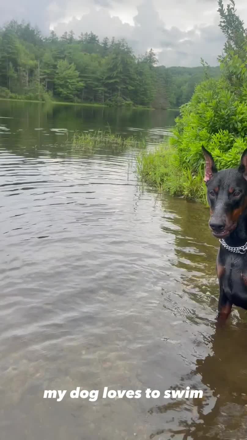 Dog Enjoys Playing in Water