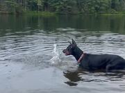 Dog Enjoys Playing in Water