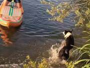 Border Collie Goes for Paddle Board Ride With Man