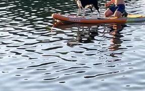 Border Collie Goes for Paddle Board Ride With Man