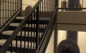 Woman Gets Chased by Raccoons on Stairs