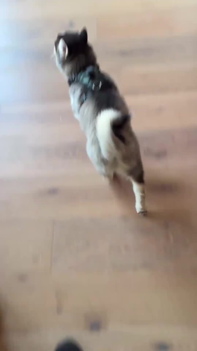 Dog Learning How to Use Flap Crashes Into a Door
