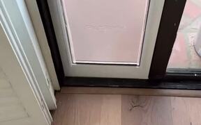 Dog Learning How to Use Flap Crashes Into a Door