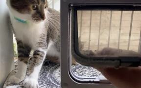 Cat Scratches Window Unable to Figure Out