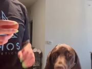 Owner Pranks Dog by Cracking Eggs on His Head
