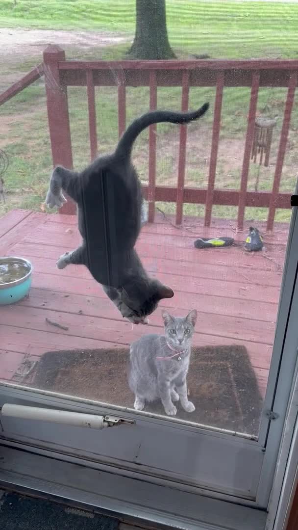 Kitten Gets Stuck Between Glass Door & Net Screen