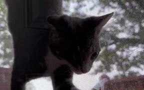 Kitten Gets Stuck Between Glass Door & Net Screen