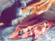 Dog Lies Down Belly Up in Surrender in Play