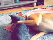 Dog Lies Down Belly Up in Surrender in Play