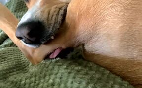 Rescued Labrador Mix Grabs And Licks His Limb
