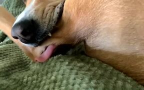 Rescued Labrador Mix Grabs And Licks His Limb